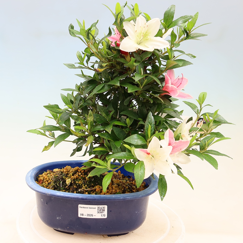 Outdoor bonsai - Japanese azalea - Azalea CHIHIRO