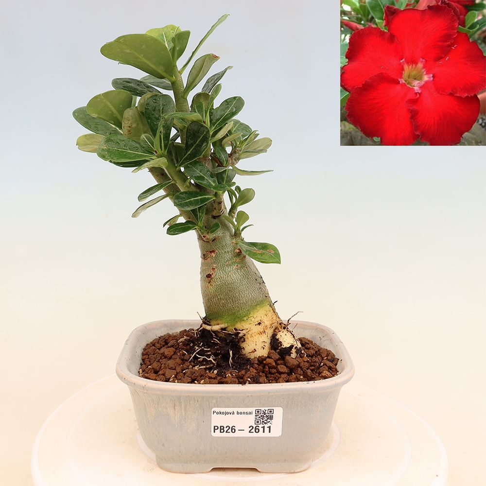 Indoor Bonsai - Adenium obesum Red Star - Desert Rose