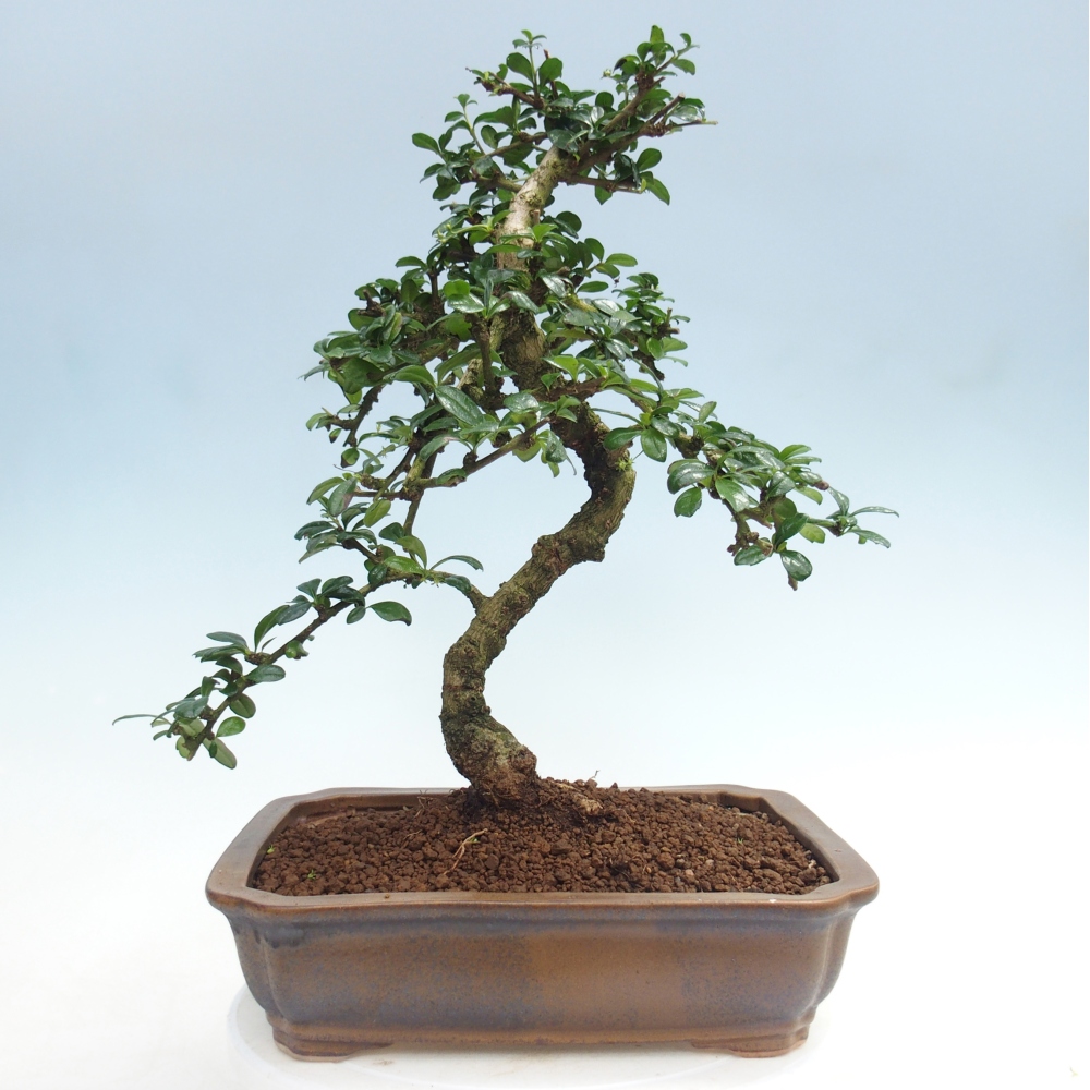 Room bonsai - Carmona macrophylla - Tea fuki