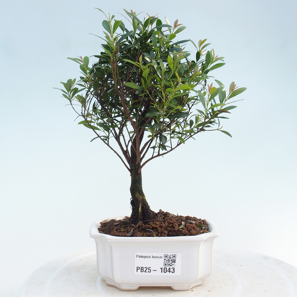 Room bonsai - Syzygium - Pimentovník