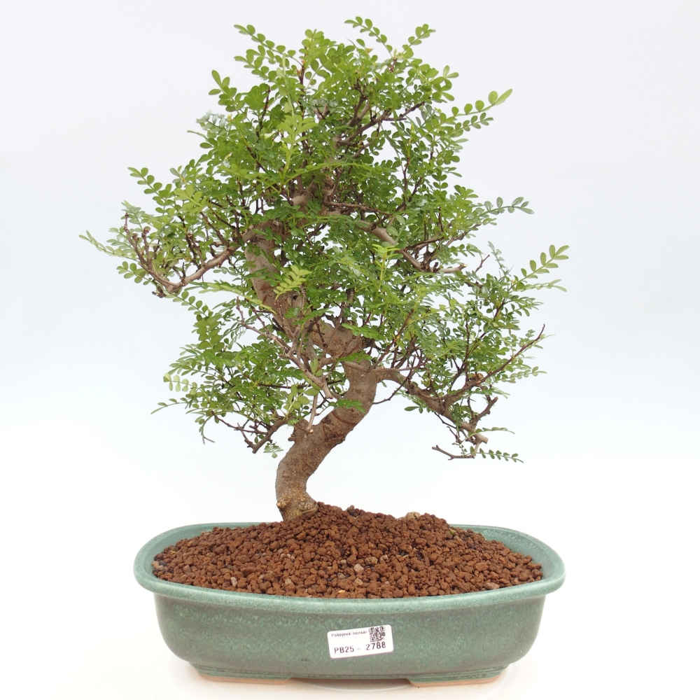 Indoor bonsai - Zantoxylum piperitum - Peppermint