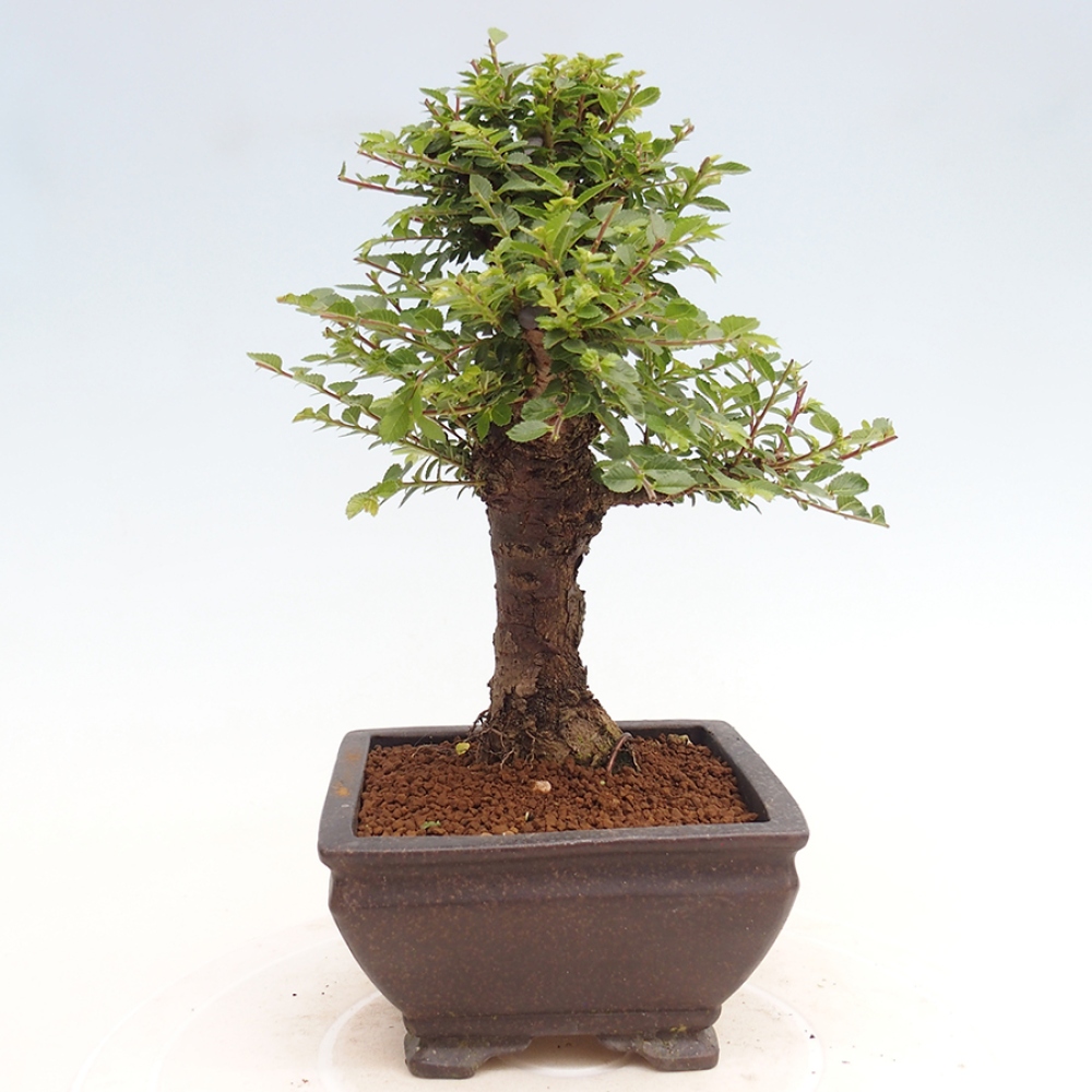 Outdoor bonsai - Ulmus parvifolia Hokkaido - Chinese elm