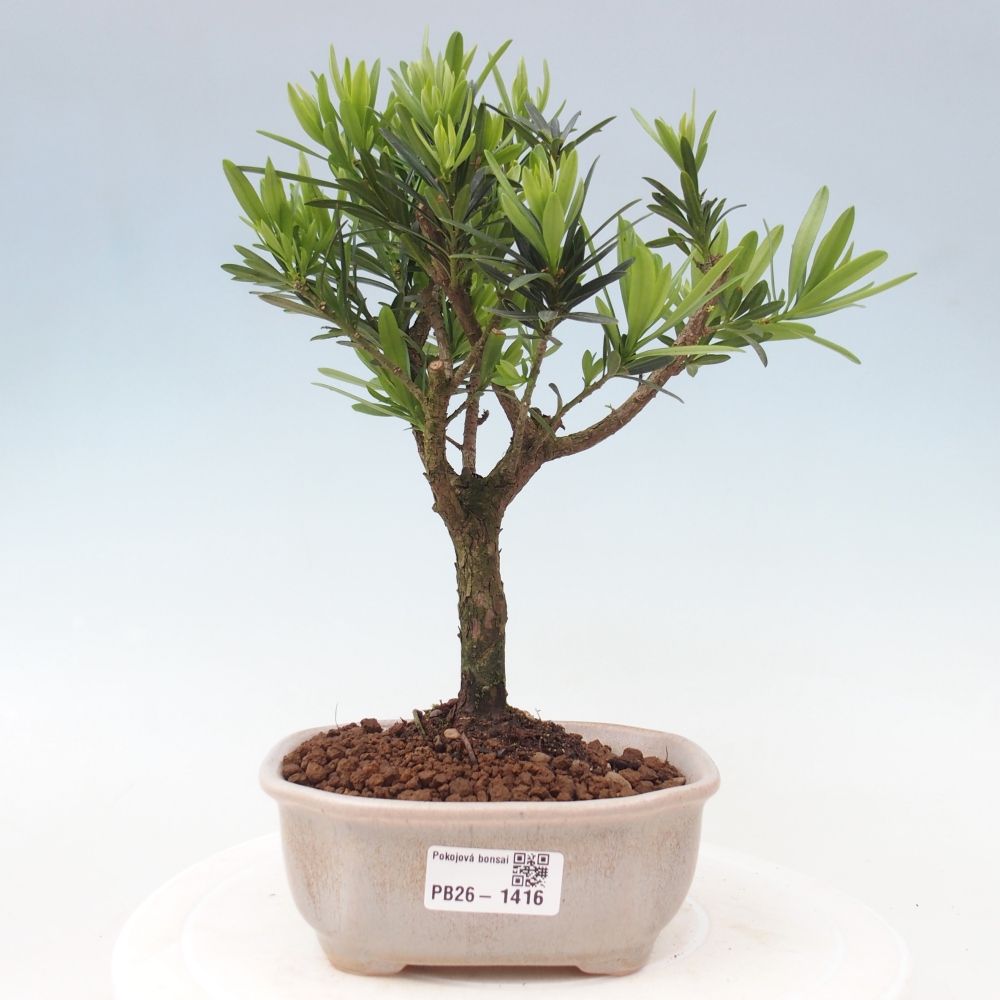 Room bonsai - Podocarpus - Stone Yew