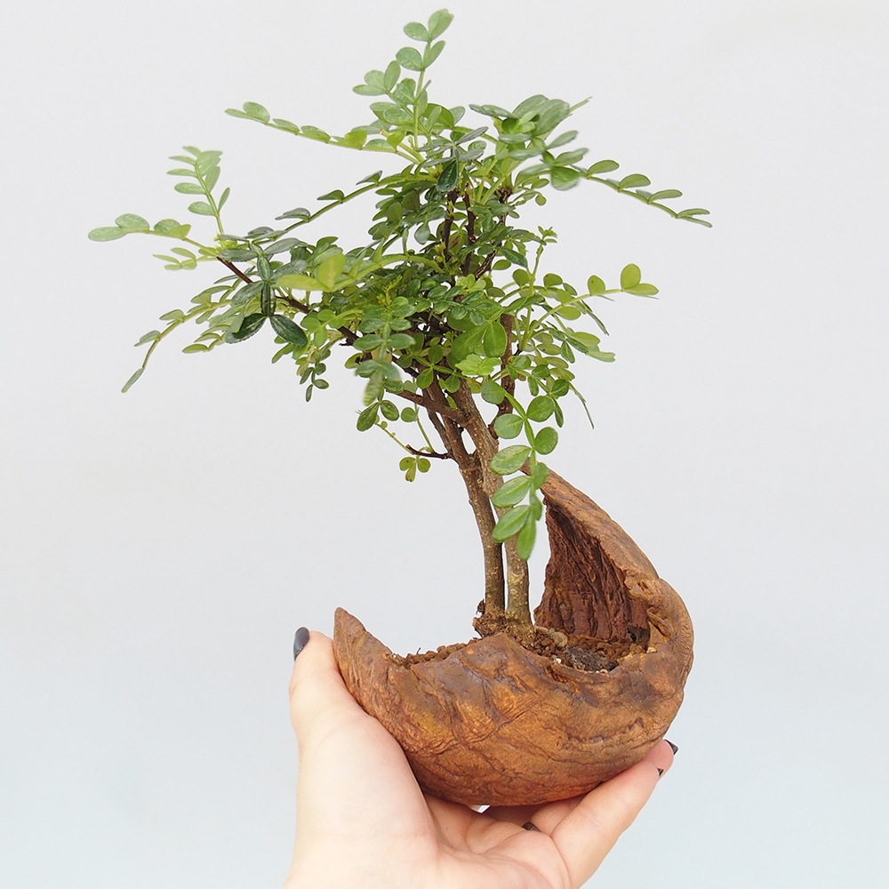 Room bonsai - Zantoxylum piperitum - pepper tree