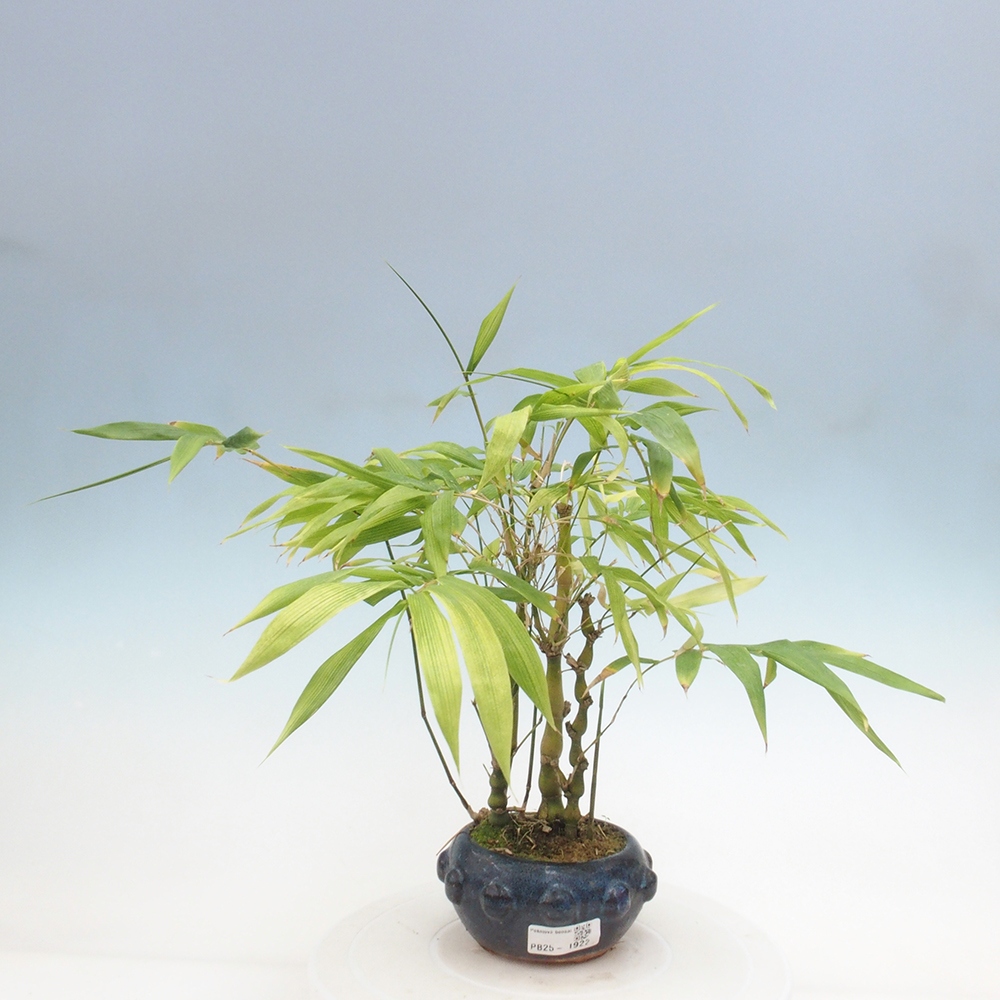 Indoor bonsai - Bamboo Buddha-Bamboo Buddha's belly