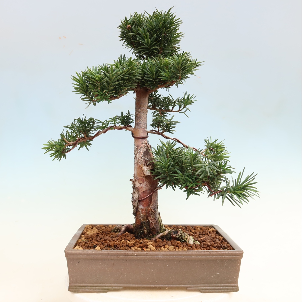 Outdoor Bonsai - Taxus cuspidata  - Japanese Yew