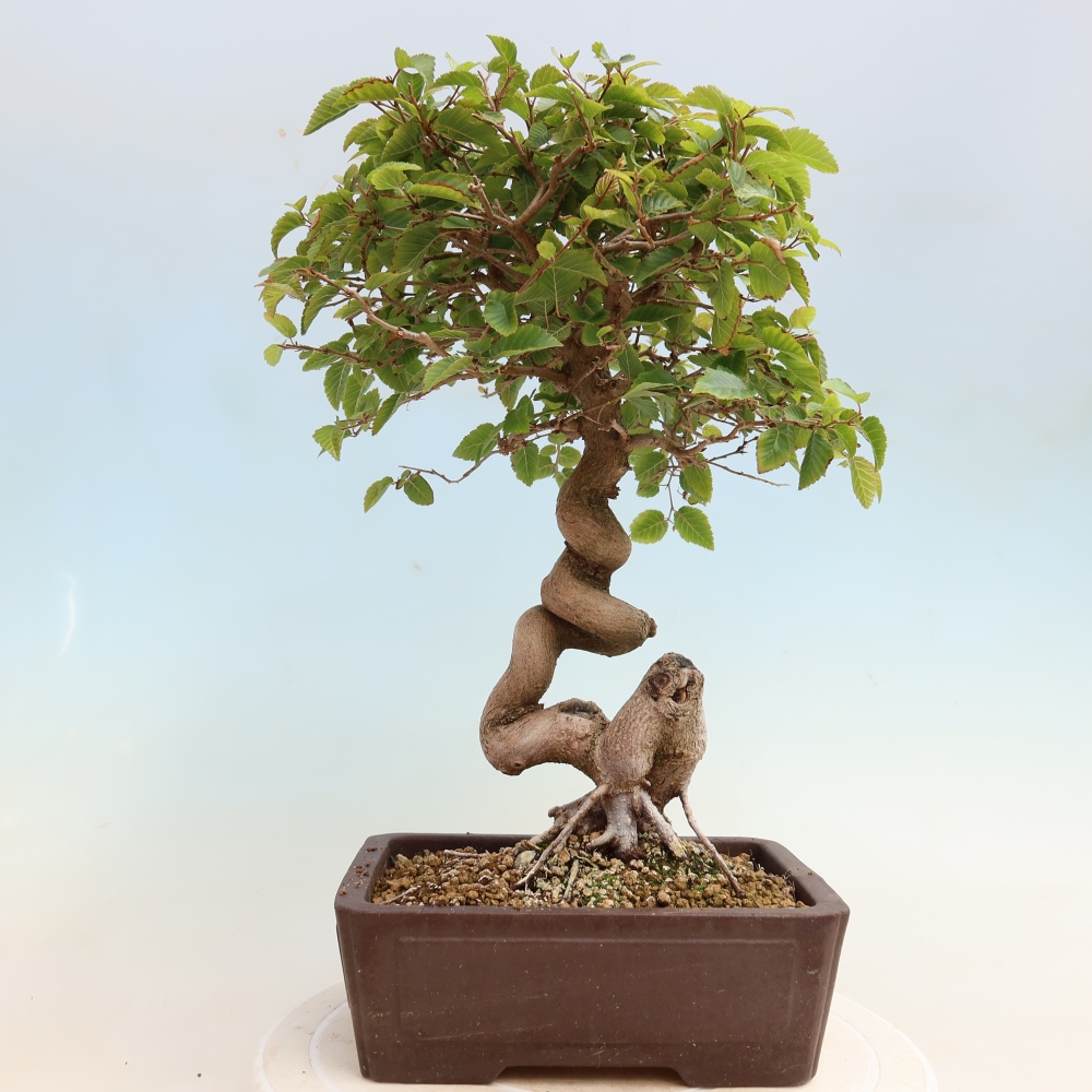 Outdoor bonsai -Carpinus CARPINOIDES - Korean Hornbeam