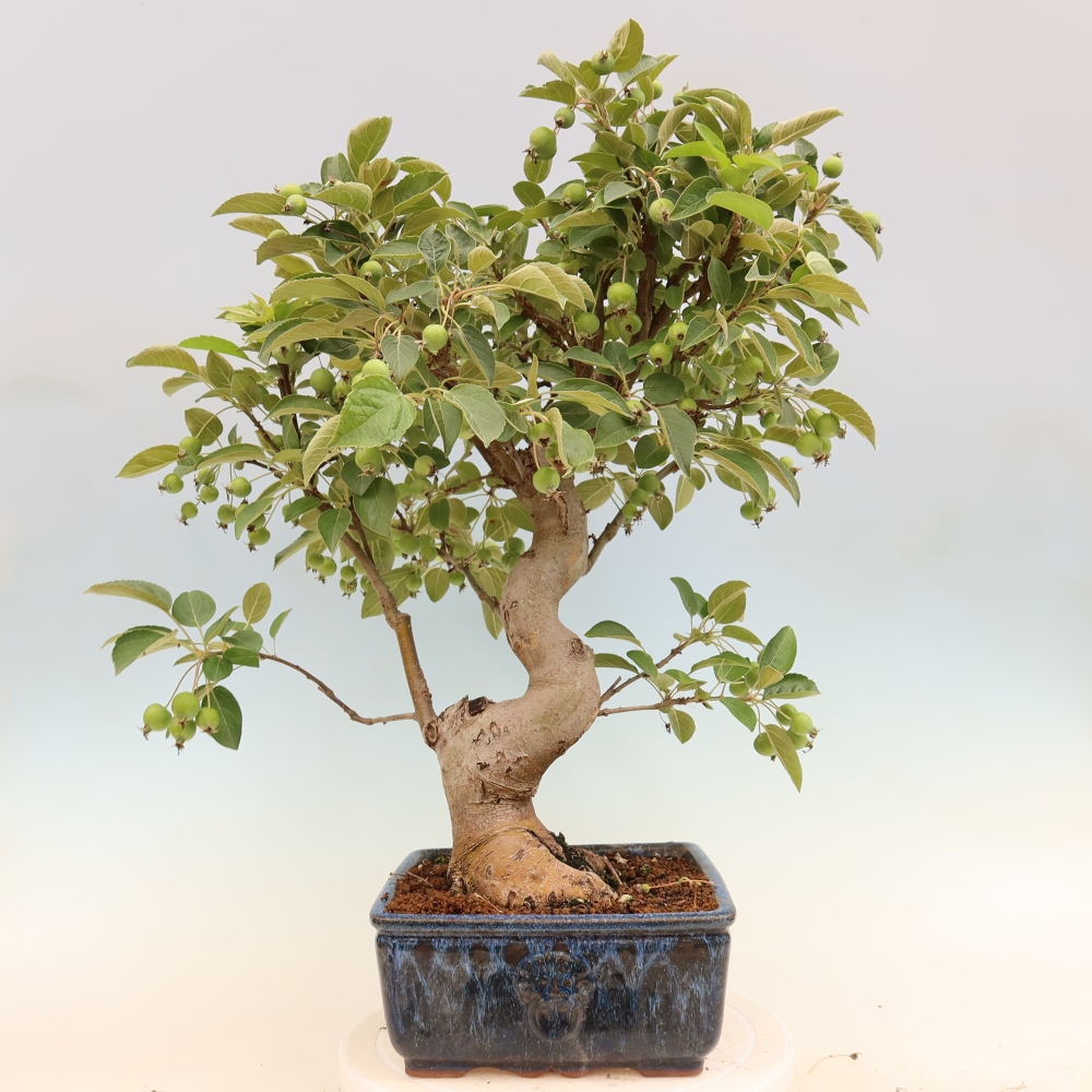 Outdoor bonsai -Malus halliana - Small-fruited apple tree