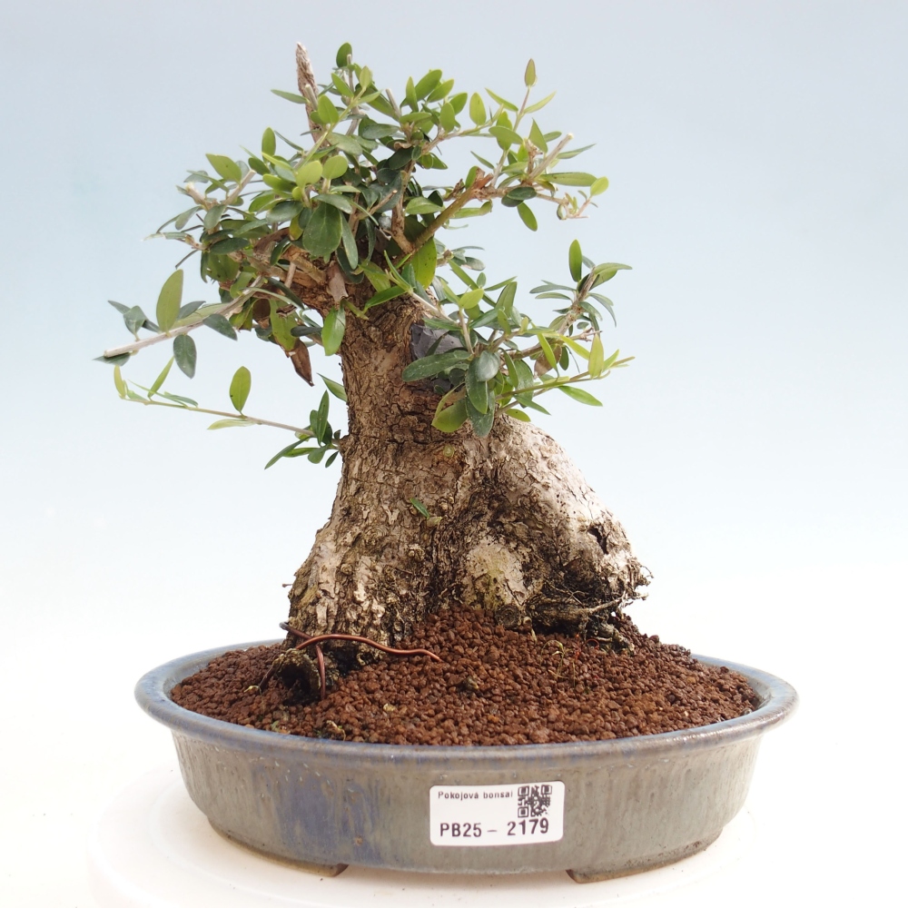 Indoor bonsai - Olea europaea sylvestris - European small-leaved olive oil