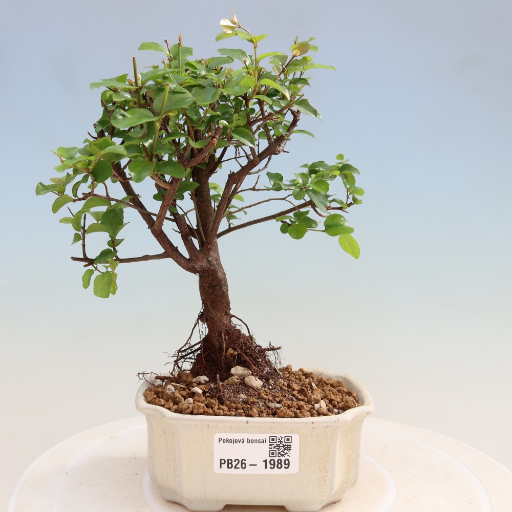 Room bonsai - Sageretia thea - Sageretia thea