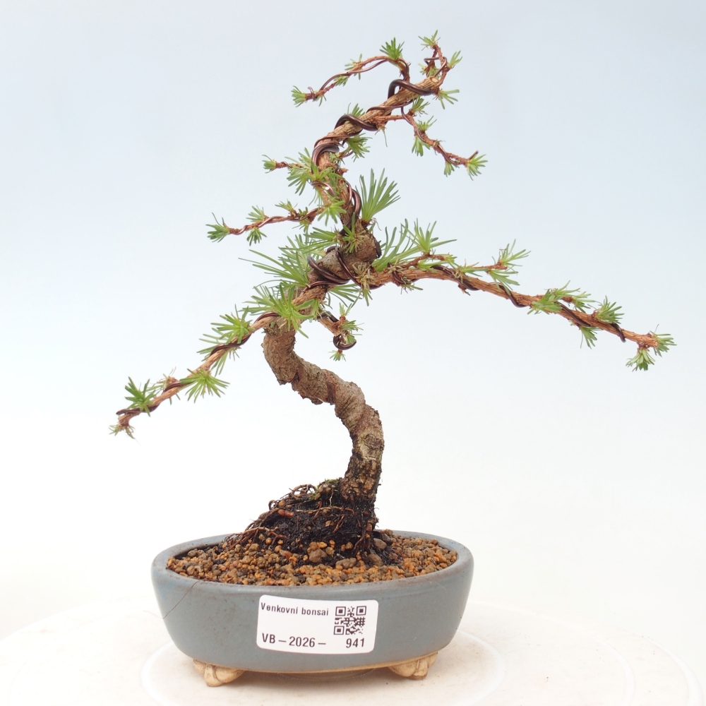 Outdoor bonsai - Larix Kaempferi - Japanese Larch