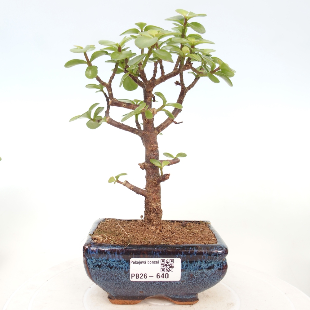 Room bonsai - Portulakaria Afra - Tlustice