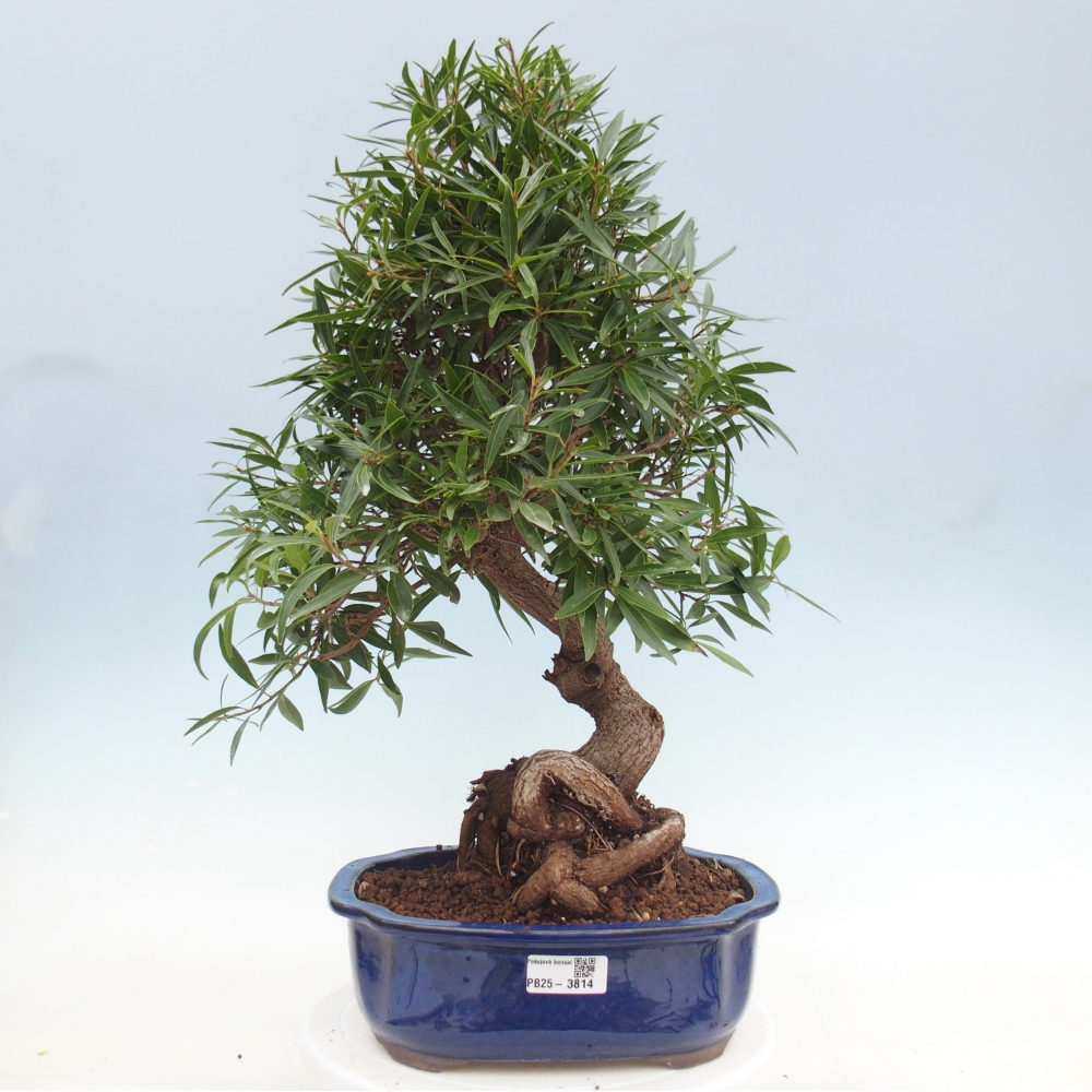 Room bonsai - Ficus nerifolia - small-leaved ficus