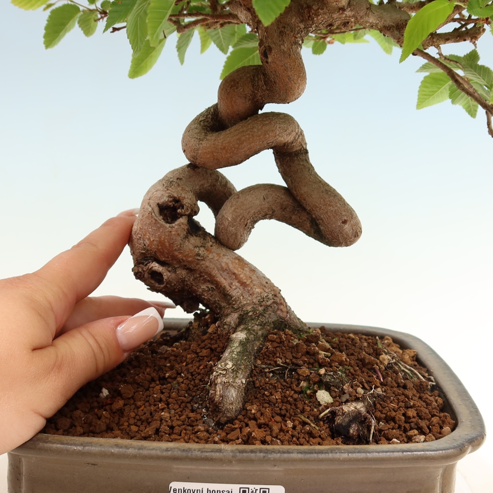 Outdoor bonsai -Carpinus coreana - Korean Hornbeam