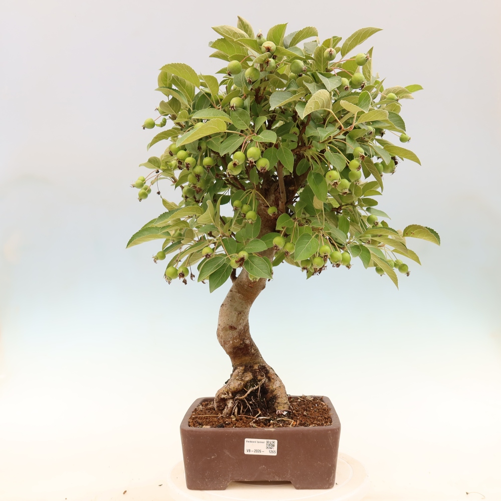 Outdoor bonsai -Malus halliana - Small-fruited apple tree