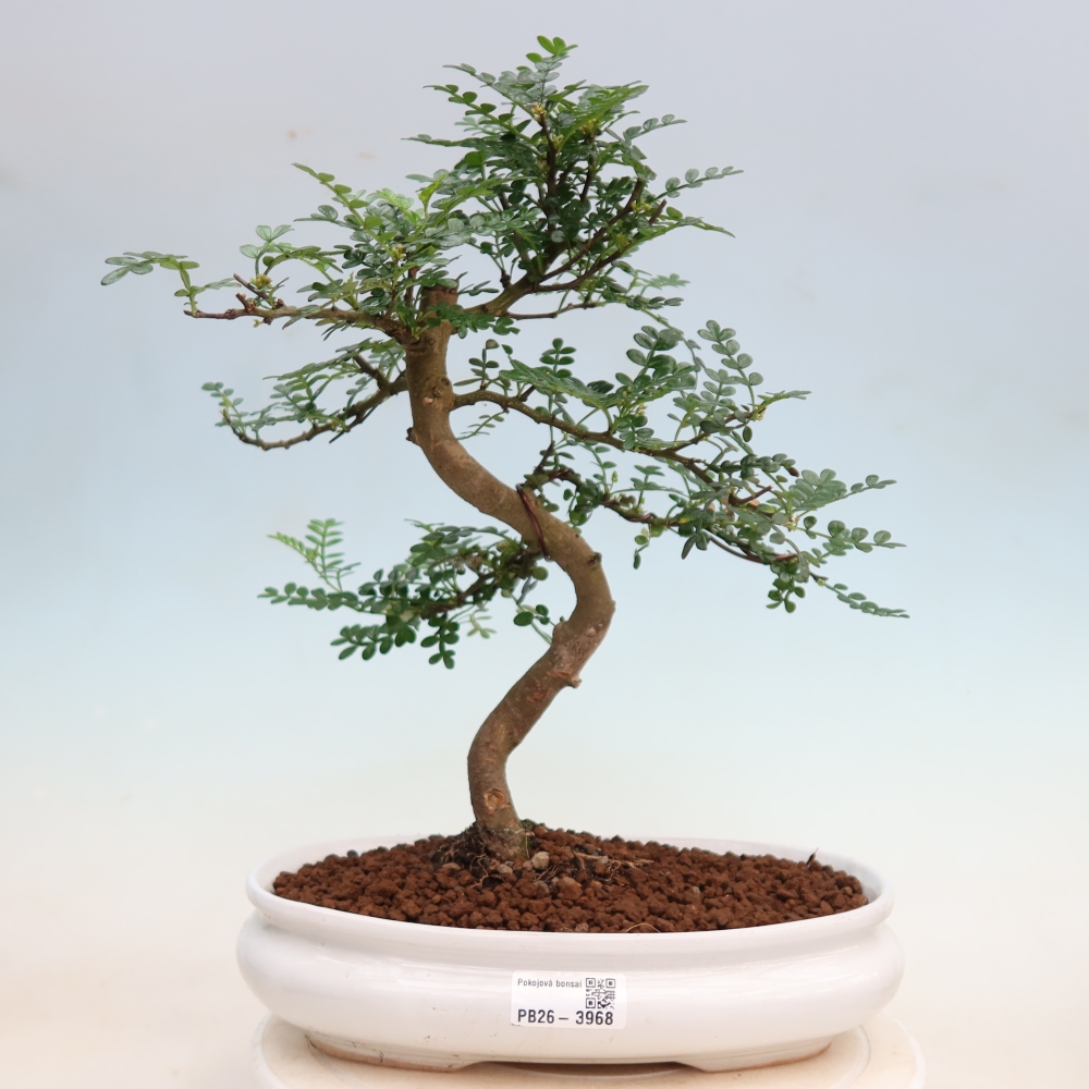 Room bonsai - Zantoxylum piperitum - pepper tree