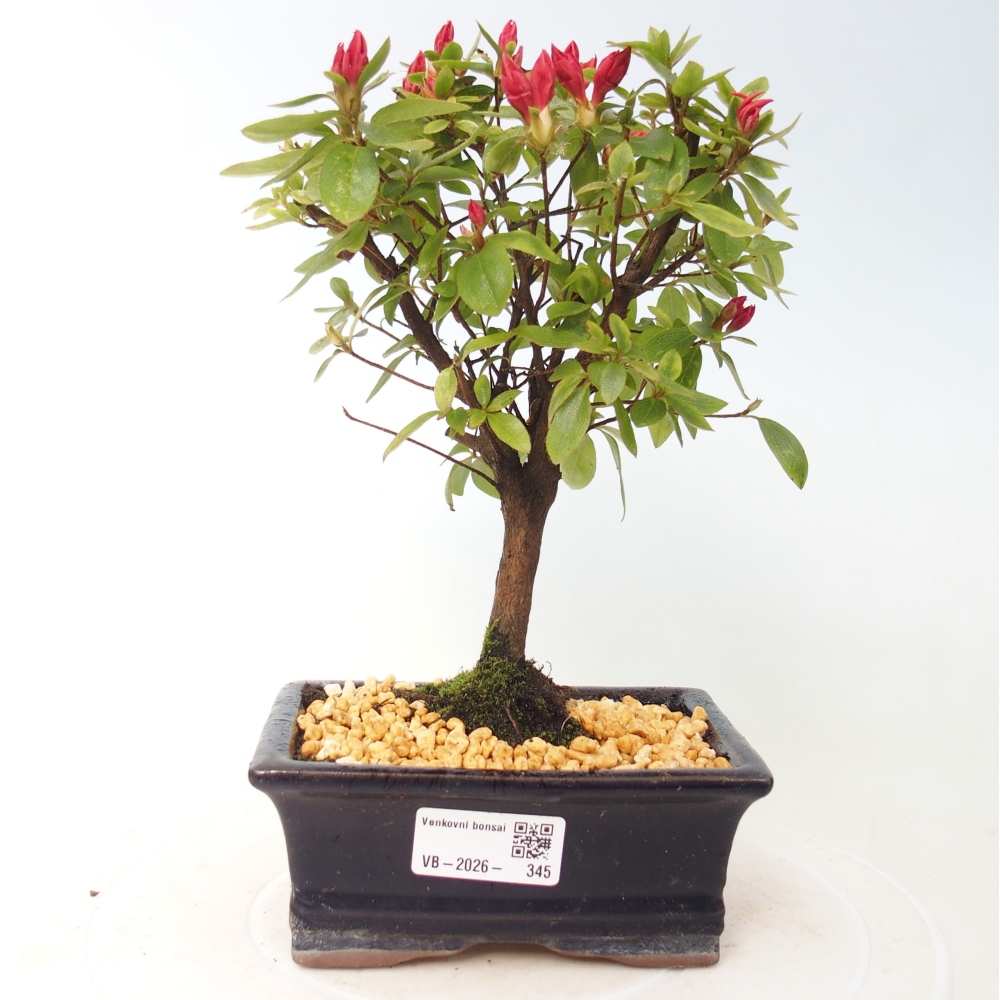 Outdoor bonsai - Japanese azalea - Azalea sp.