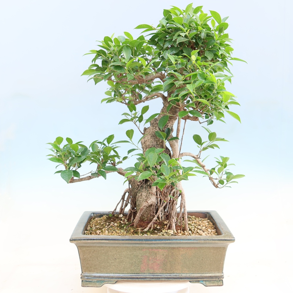 Room bonsai - Ficus kimmen - small-leaved ficus