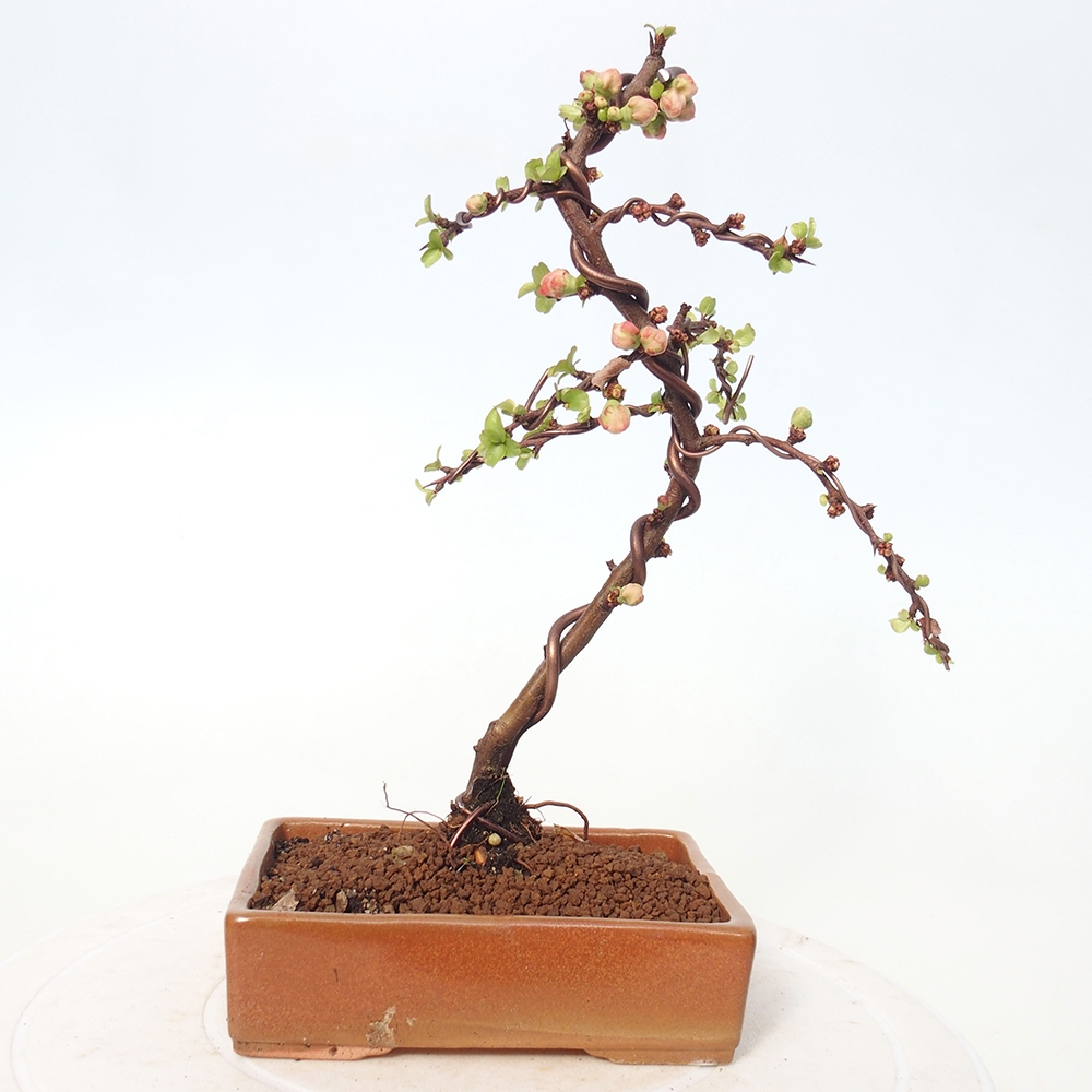 Outdoor bonsai - Chaneomeles s. Red Joy - Quince