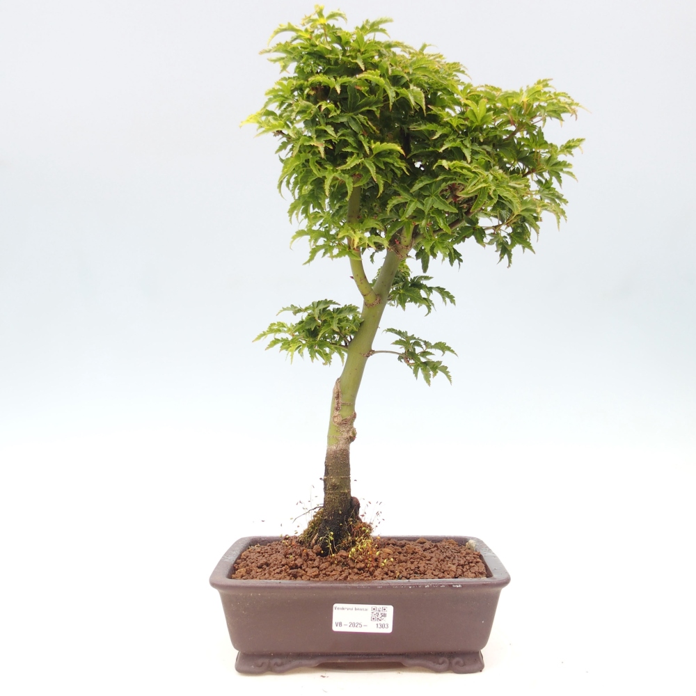 Outdoor bonsai - Acer palmatum Shishigashira maple