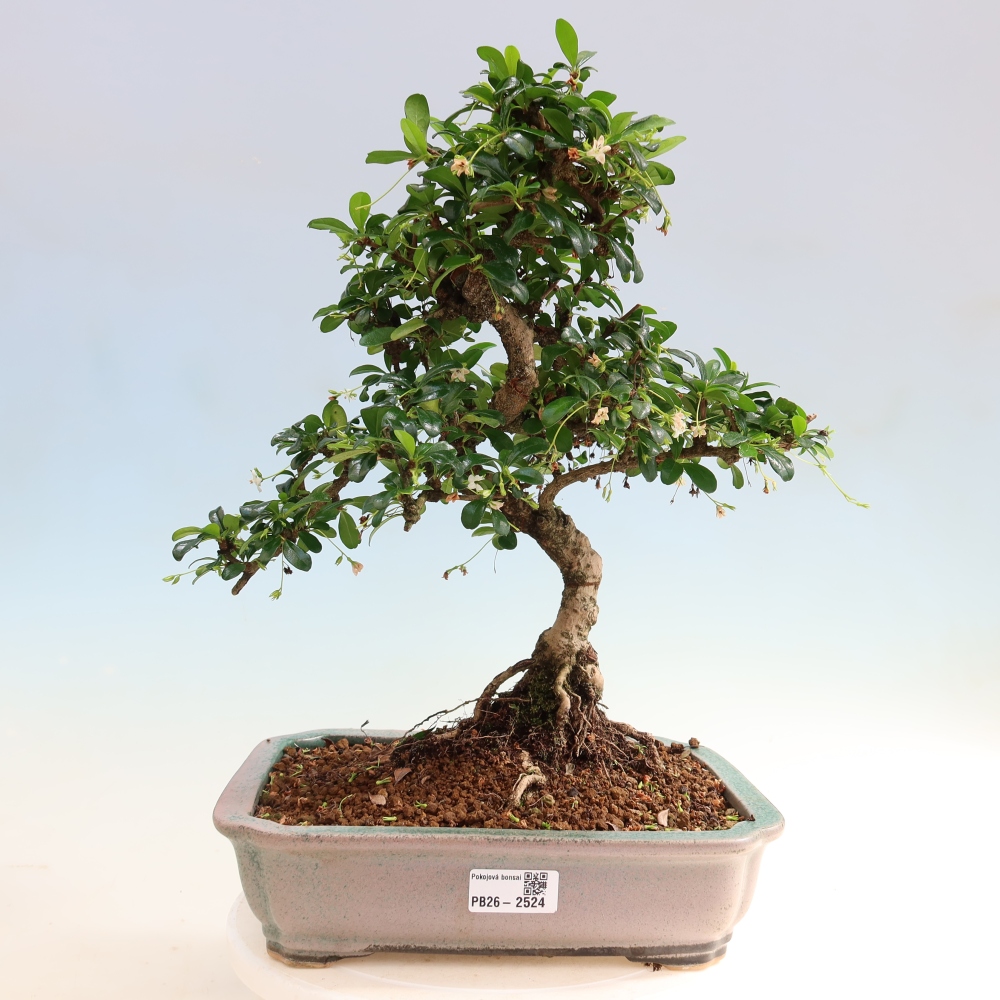 Room bonsai - Carmona macrophylla - Tea fuki