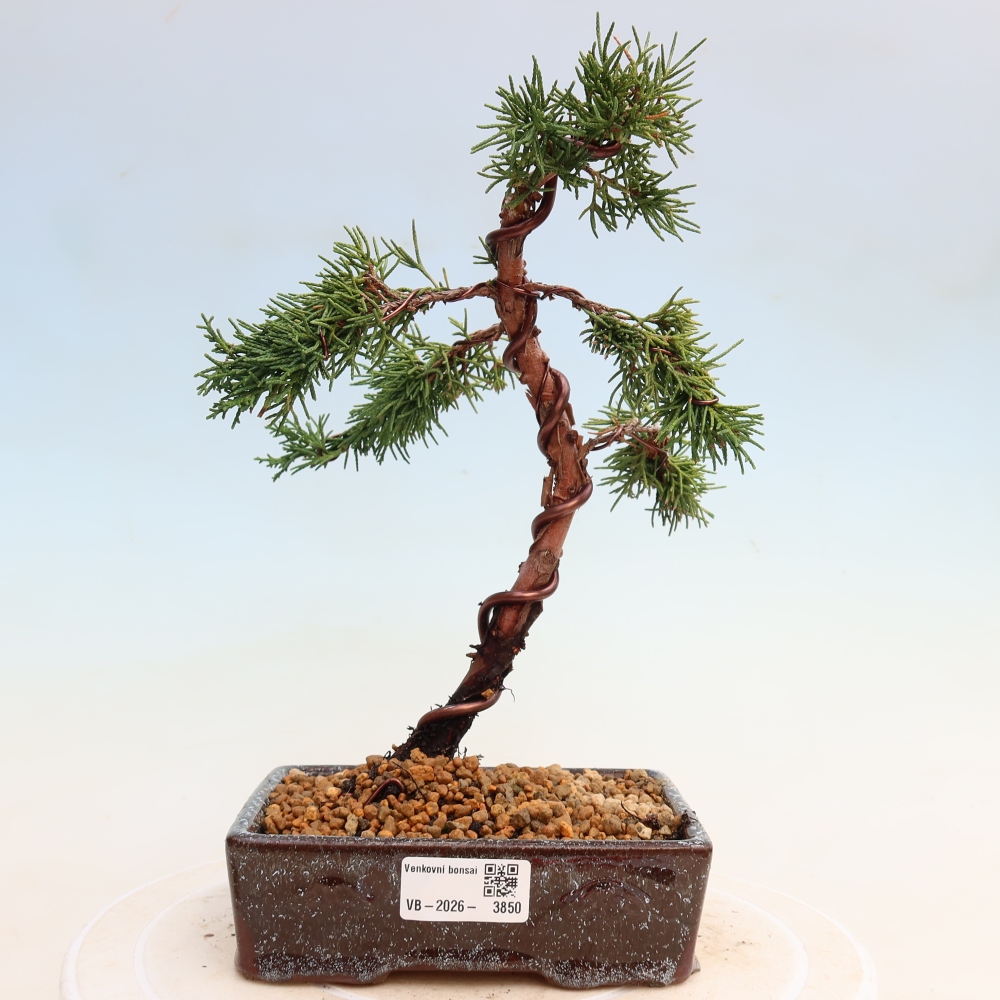 Outdoor bonsai - Juniperus chinensis Kishu