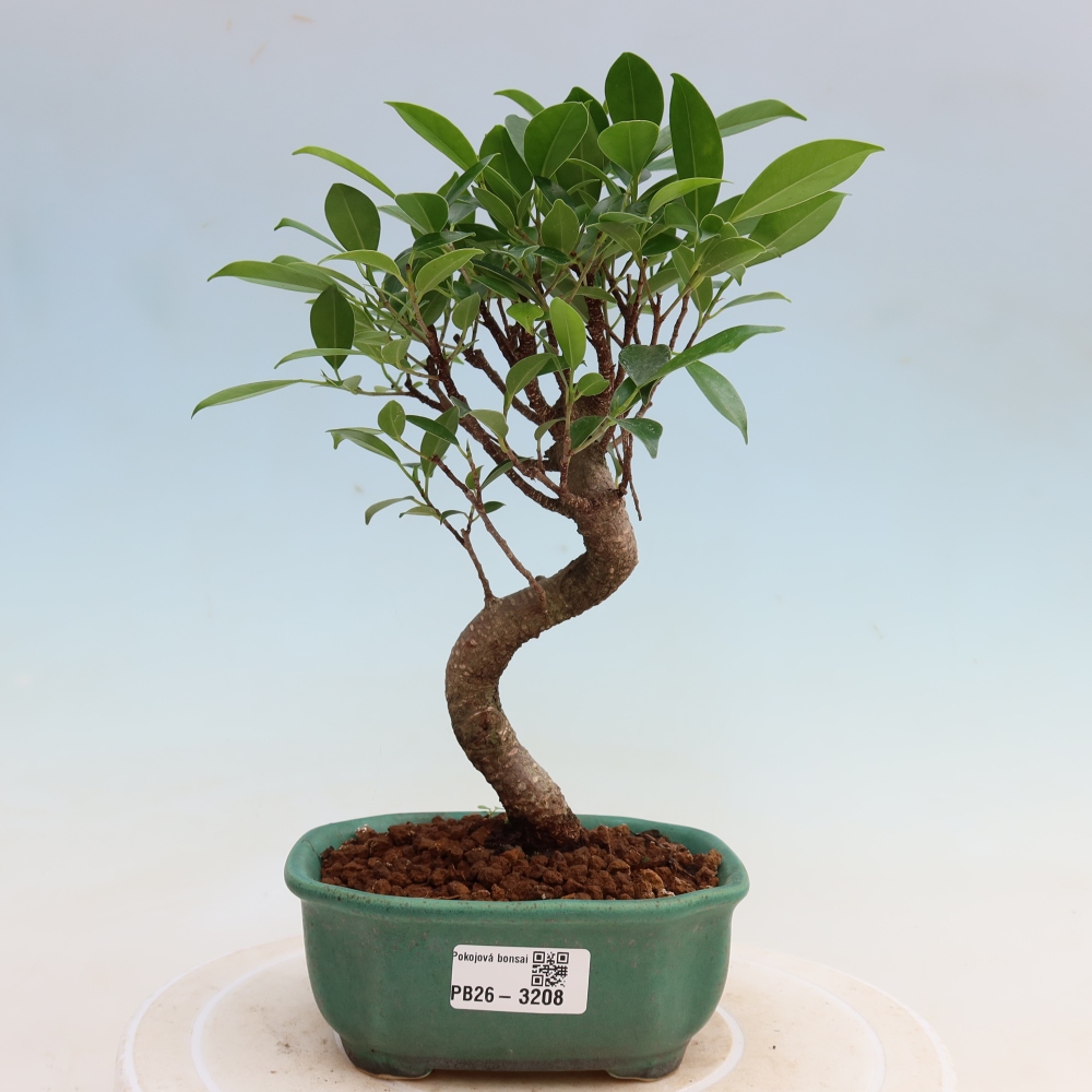 Room bonsai - Ficus kimmen - small-leaved ficus