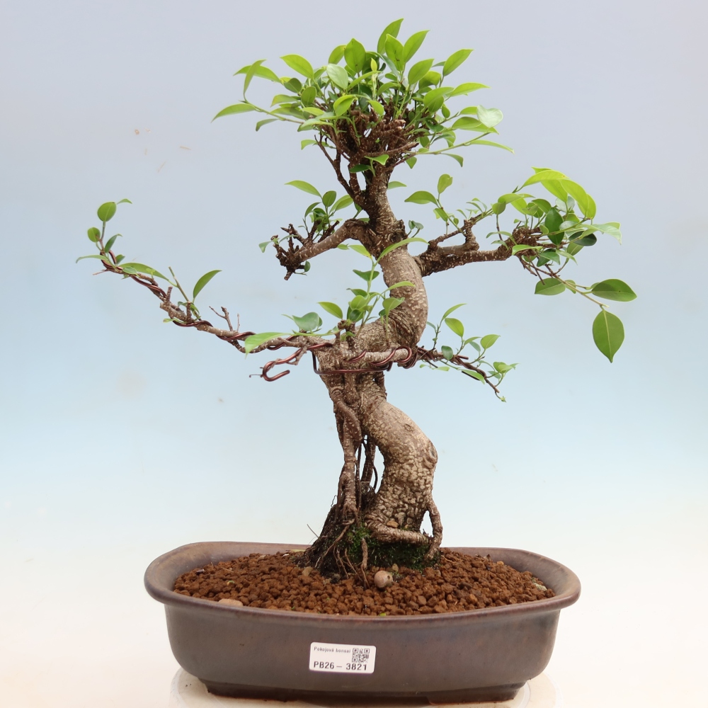 Room bonsai - Ficus kimmen - small-leaved ficus