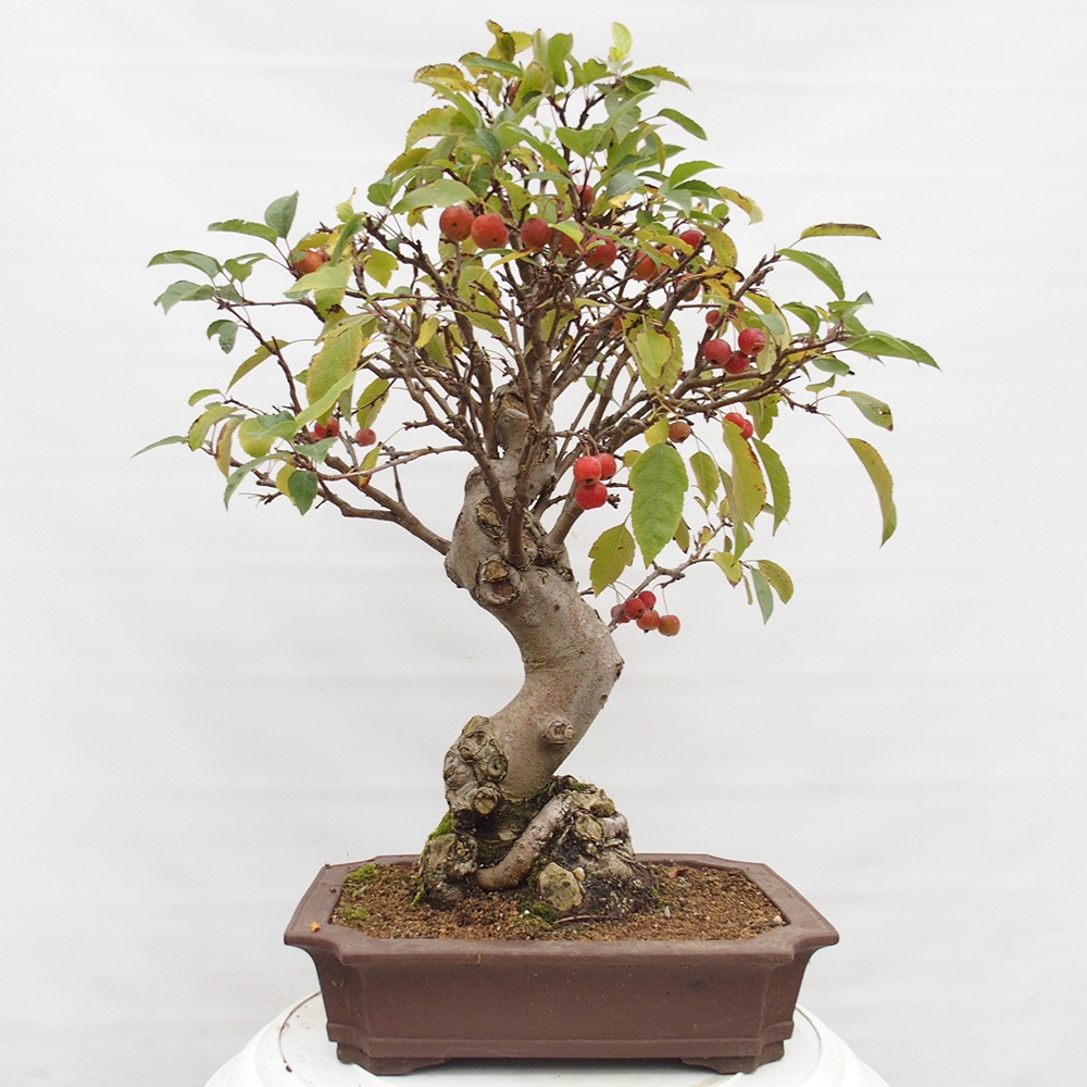 Outdoor bonsai - Malus halliana - Small-fruited apple tree