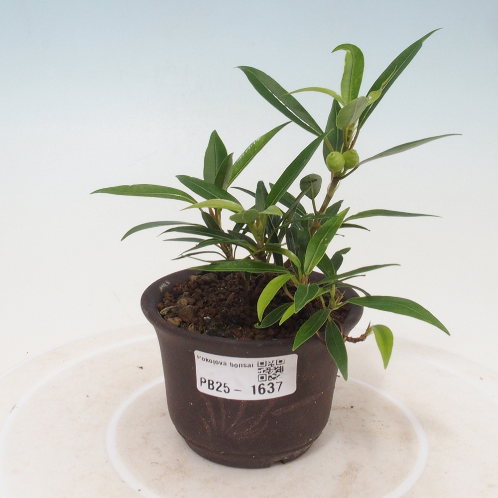 Indoor bonsai - Ficus nerifolia - small-leaved ficus