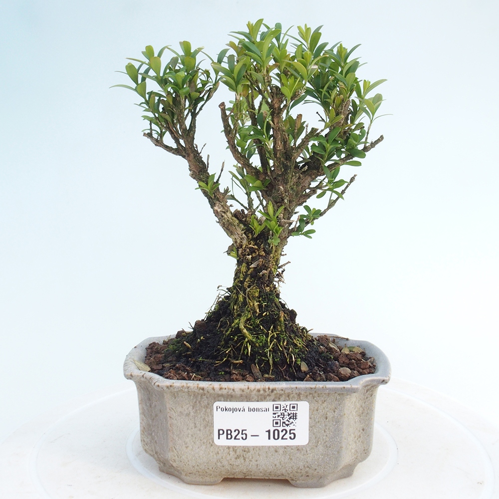 Room bonsai - Buxus harlandii - cork buxus