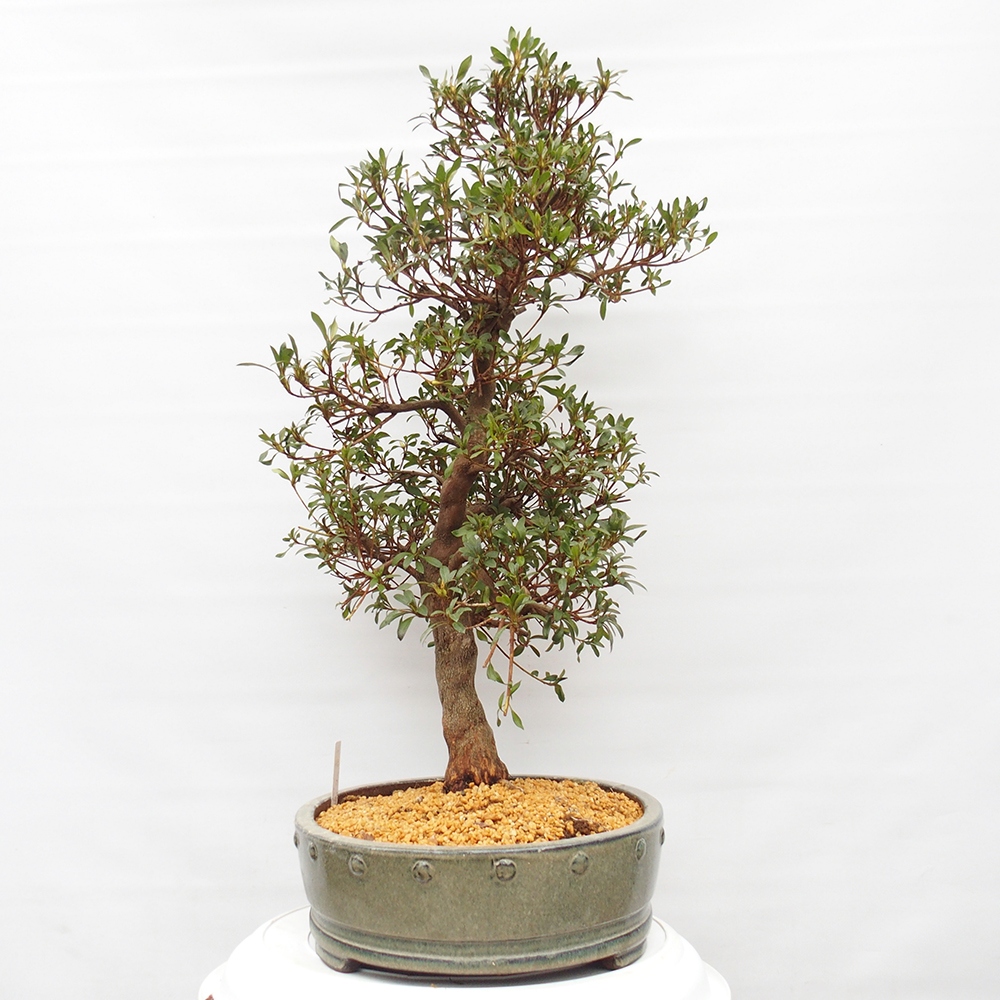 Outdoor bonsai - Japanese azalea - Azalea CHIHIRO