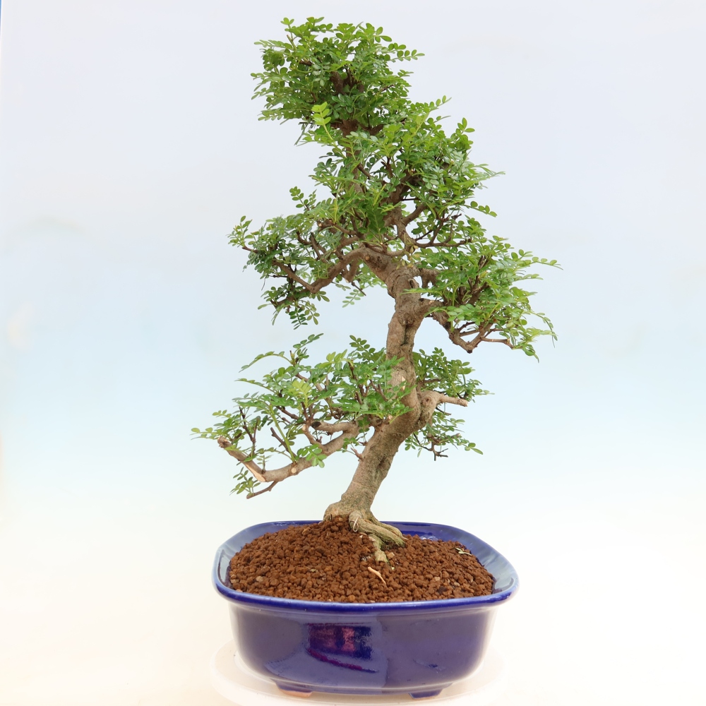 Room bonsai - Zantoxylum piperitum - pepper tree
