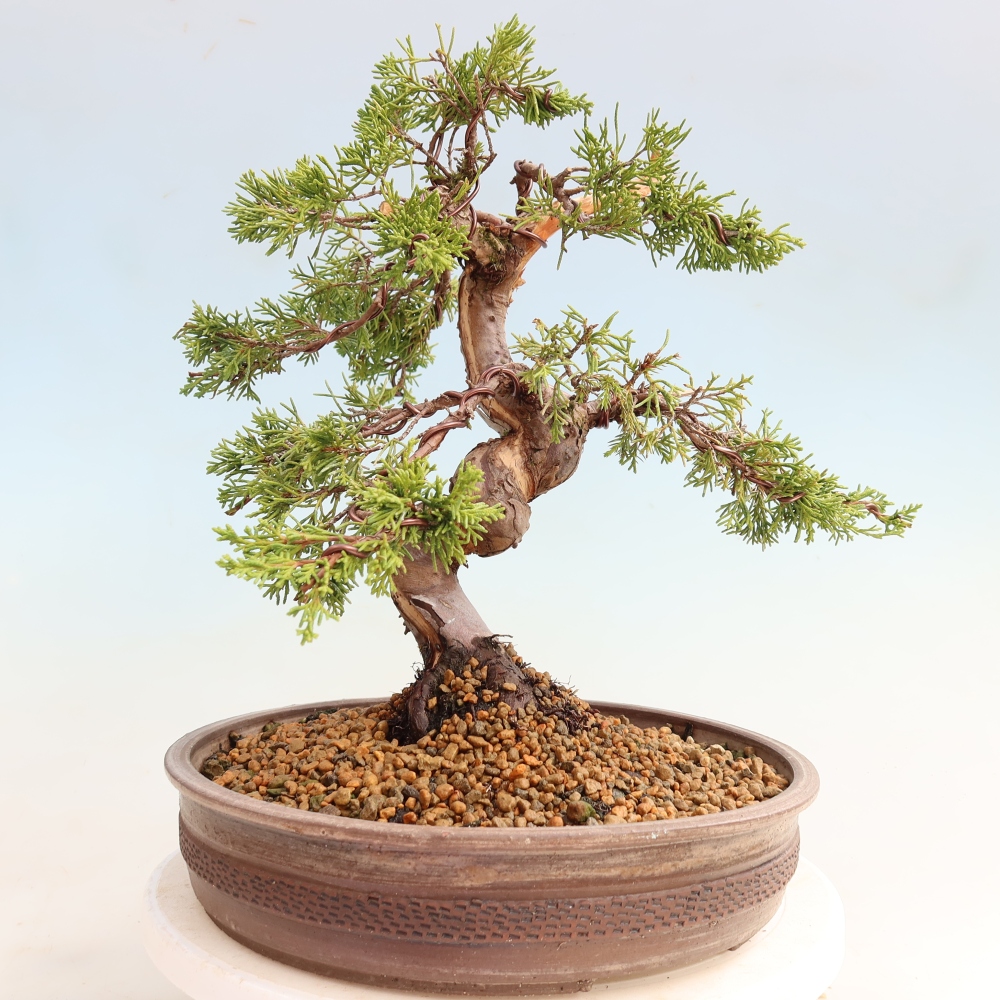 Outdoor Bonsai - Juniperus chinensis Itoigawa - Chinese Juniper