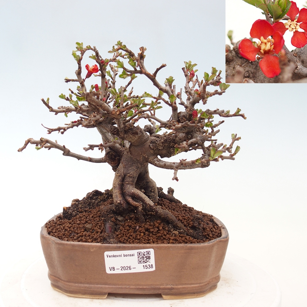 Outdoor bonsai - Chaneomeles speciosa - Quince