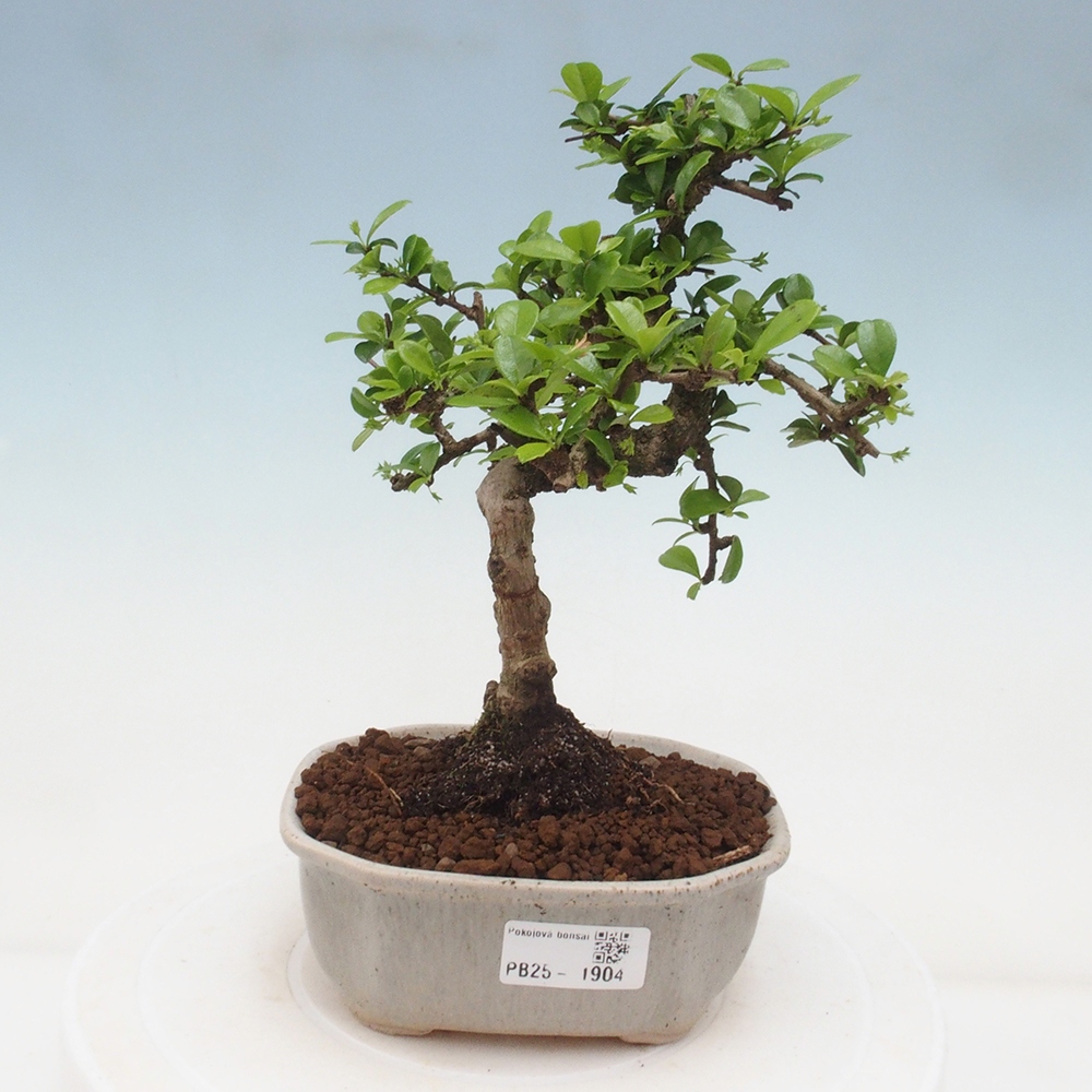 Indoor bonsai - Carmona macrophylla - Fuki tea