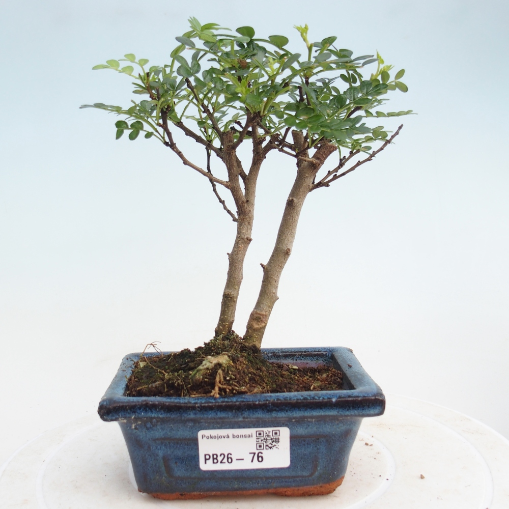 Room bonsai - Zantoxylum piperitum - pepper tree