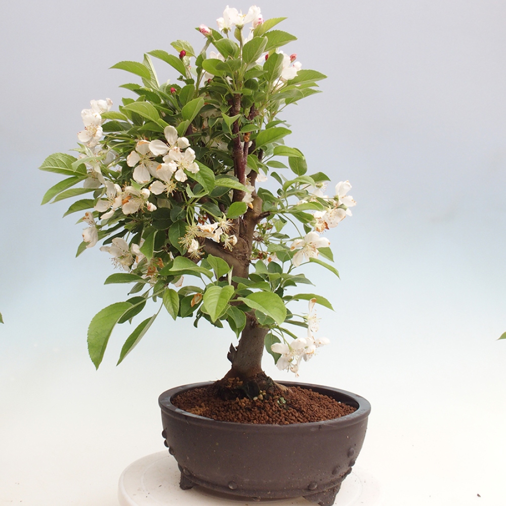 Outdoor bonsai - Malus halliana - Small-fruited apple tree