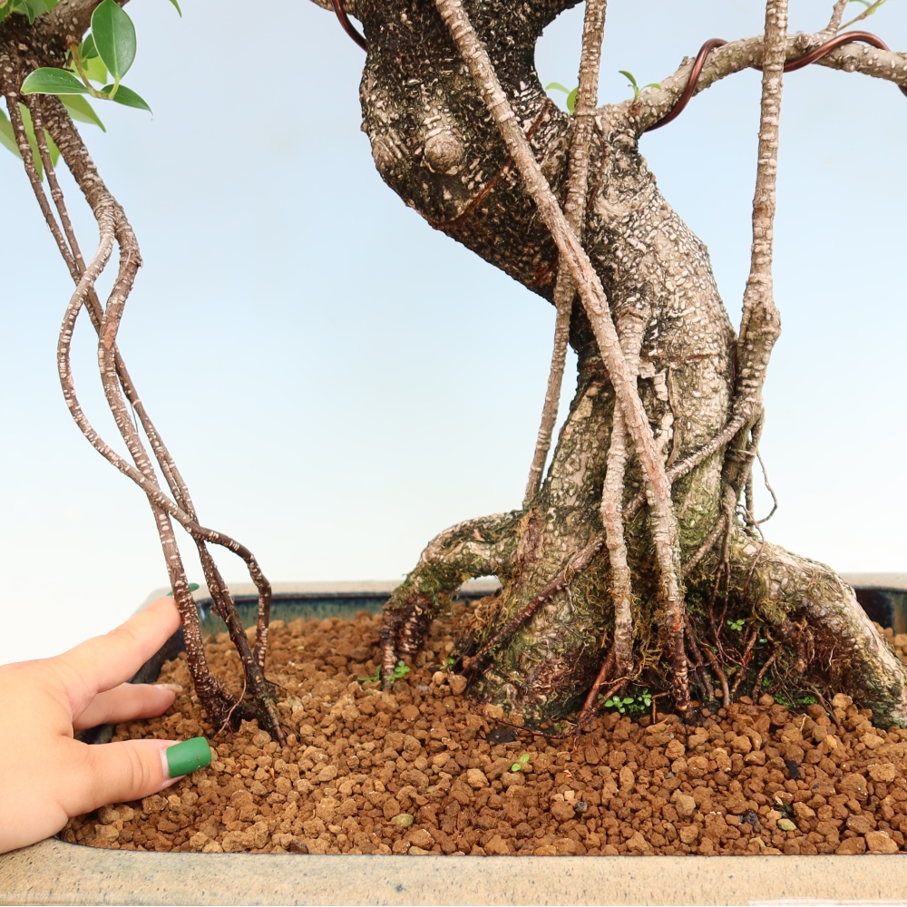 Room bonsai - Ficus kimmen - small-leaved ficus
