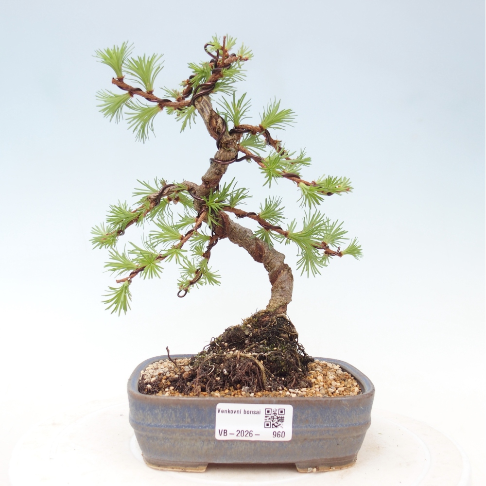 Outdoor bonsai - Larix Kaempferi - Japanese Larch