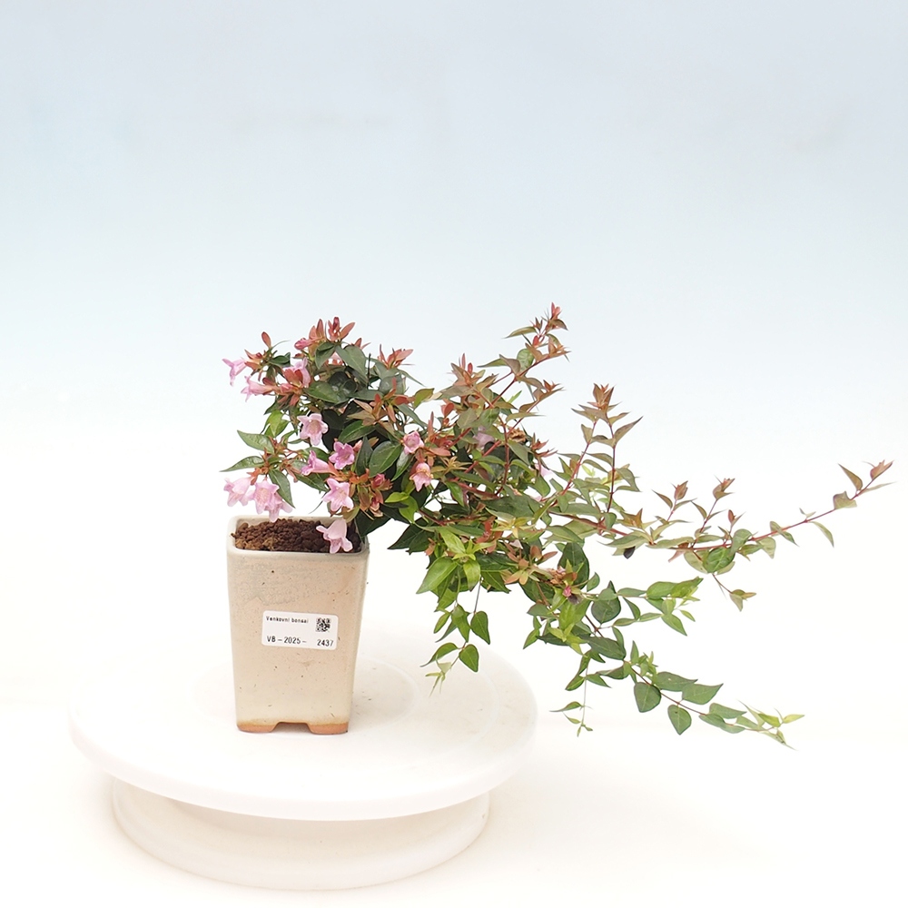 Outdoor bonsai - Abelia Grandiflora - Abelia grandiflora