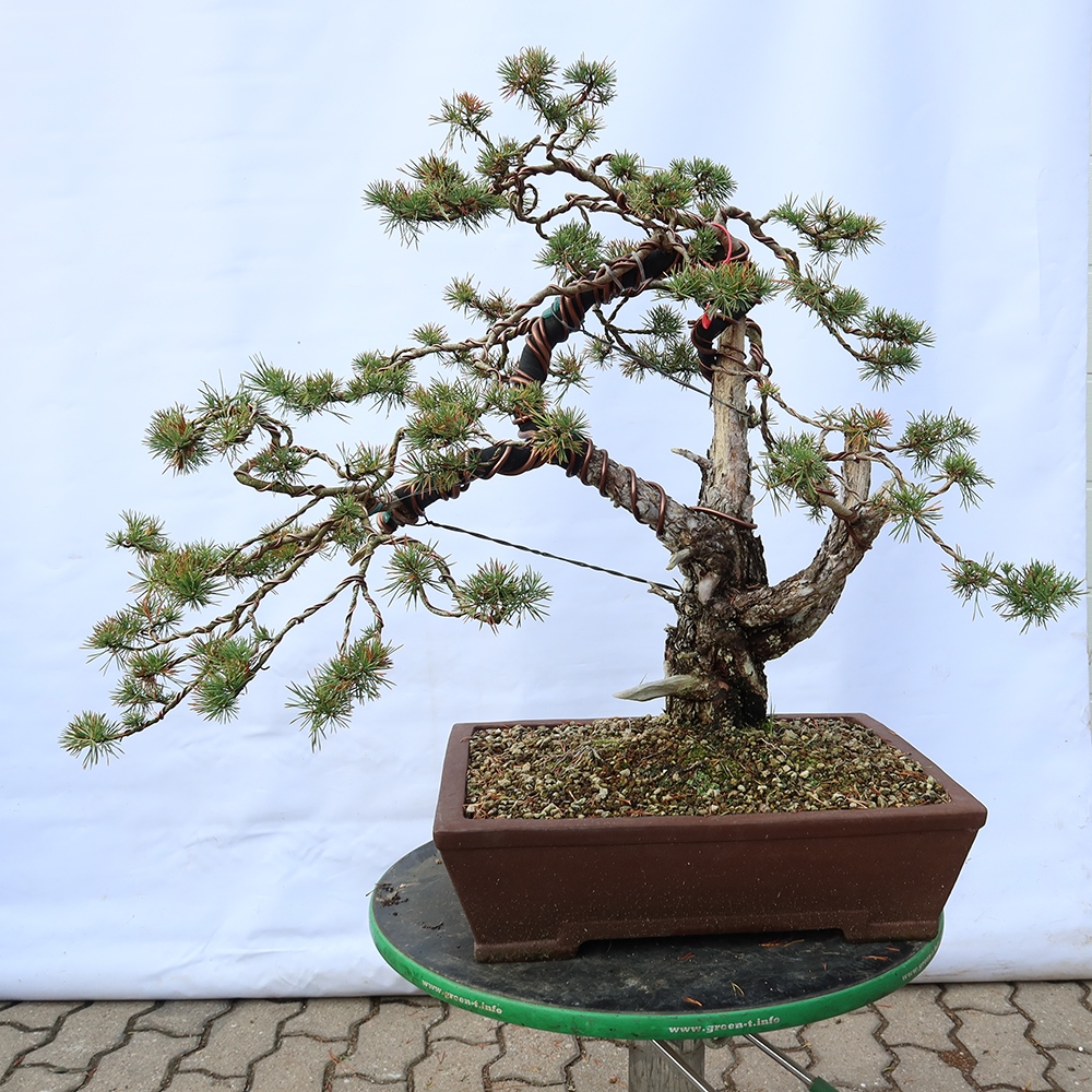 Pinus sylvestris Spain - Scots pine