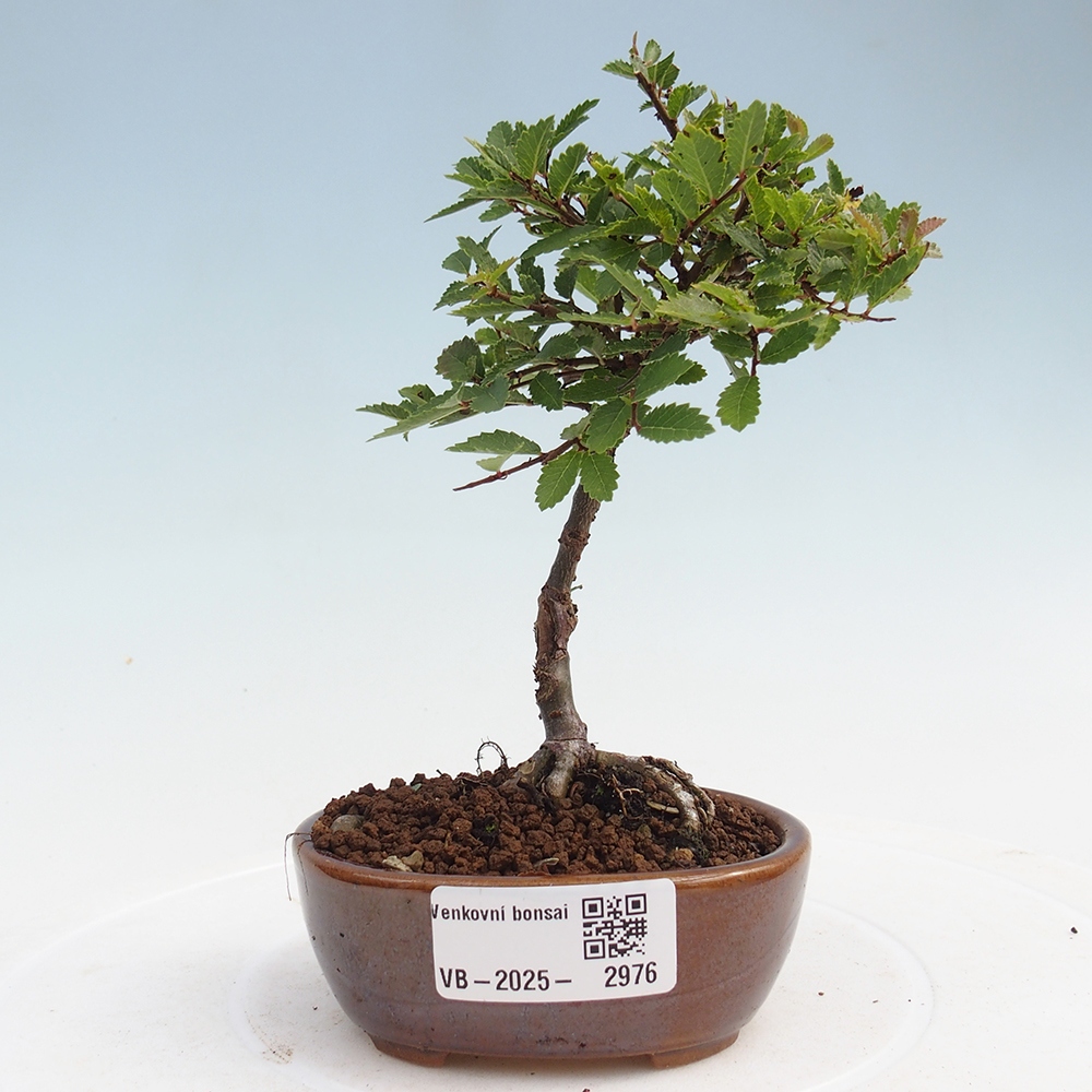 Outdoor bonsai - Ulmus parvifolia Sagei - Small-leaved elm