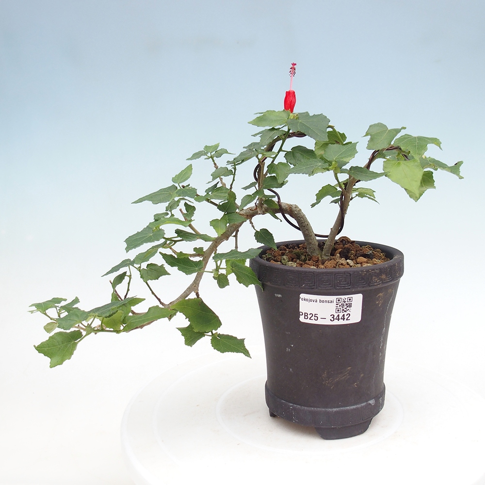 Indoor bonsai - Malvaviscus arboreus