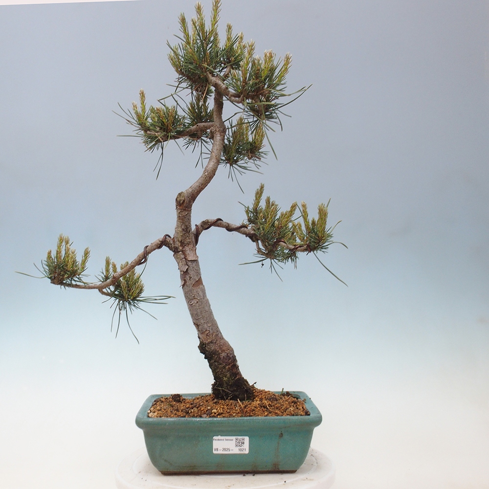 Outdoor bonsai - Pinus Sylvestris - Scots pine