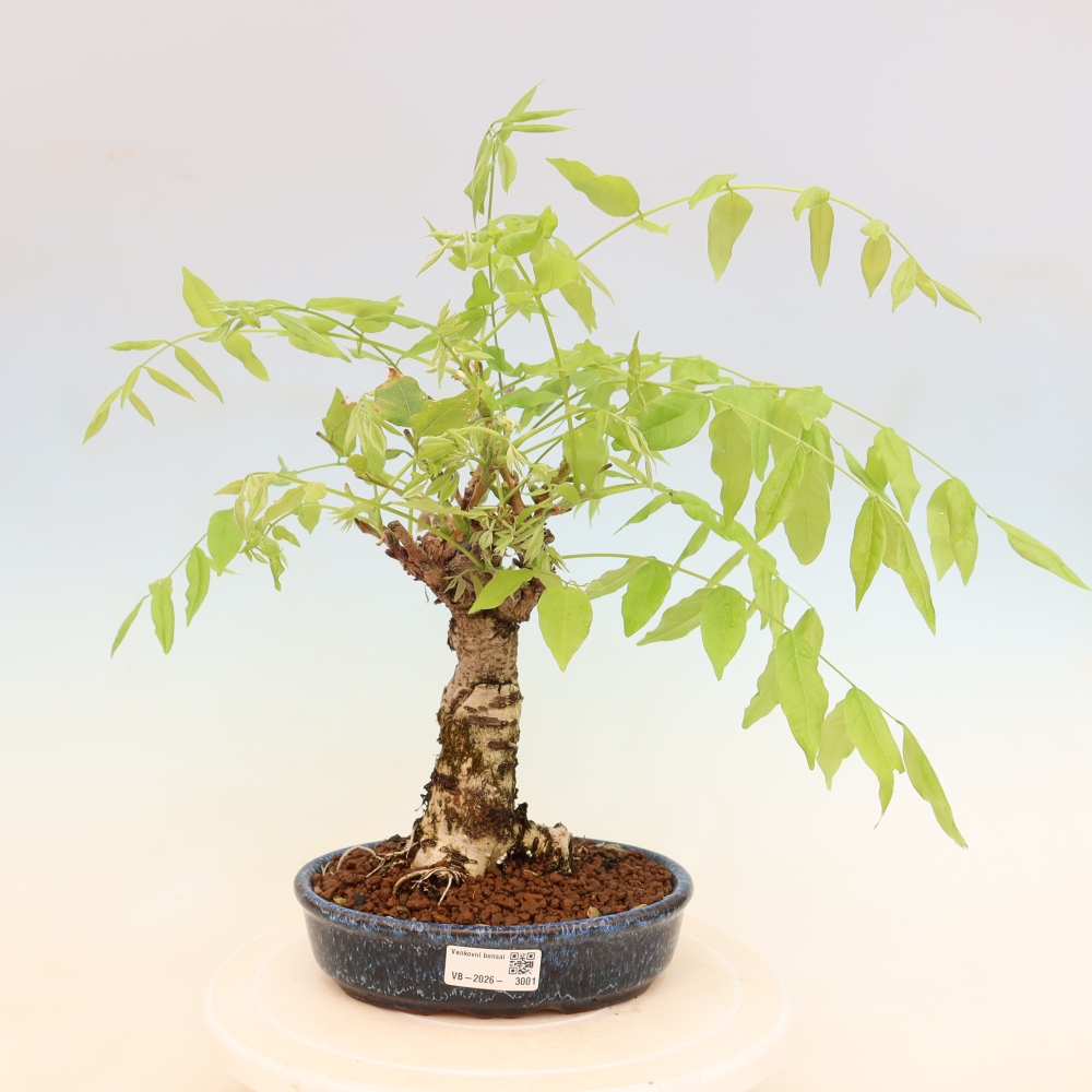 Outdoor bonsai - Wisteria floribunda