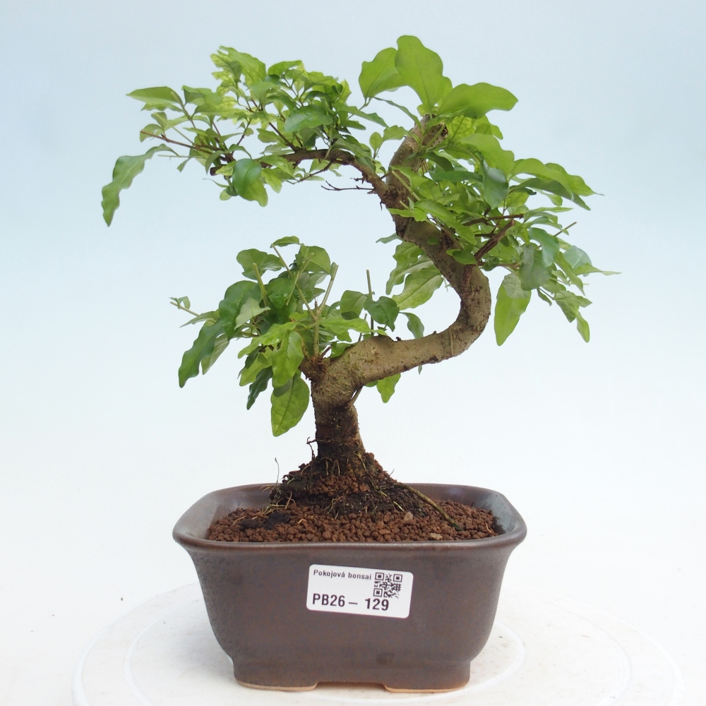 Room bonsai -Ligustrum chinensis - Birds Beak