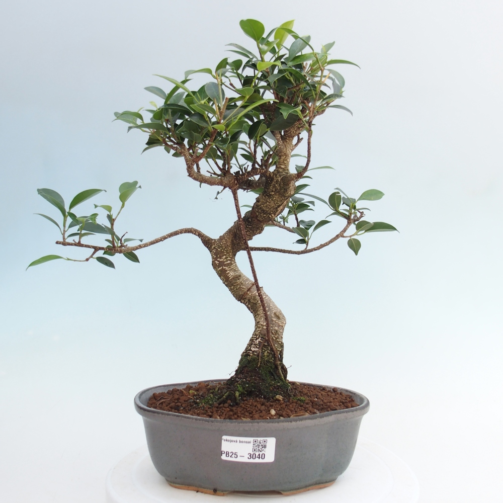 Indoor bonsai - Ficus retusa - small ficus
