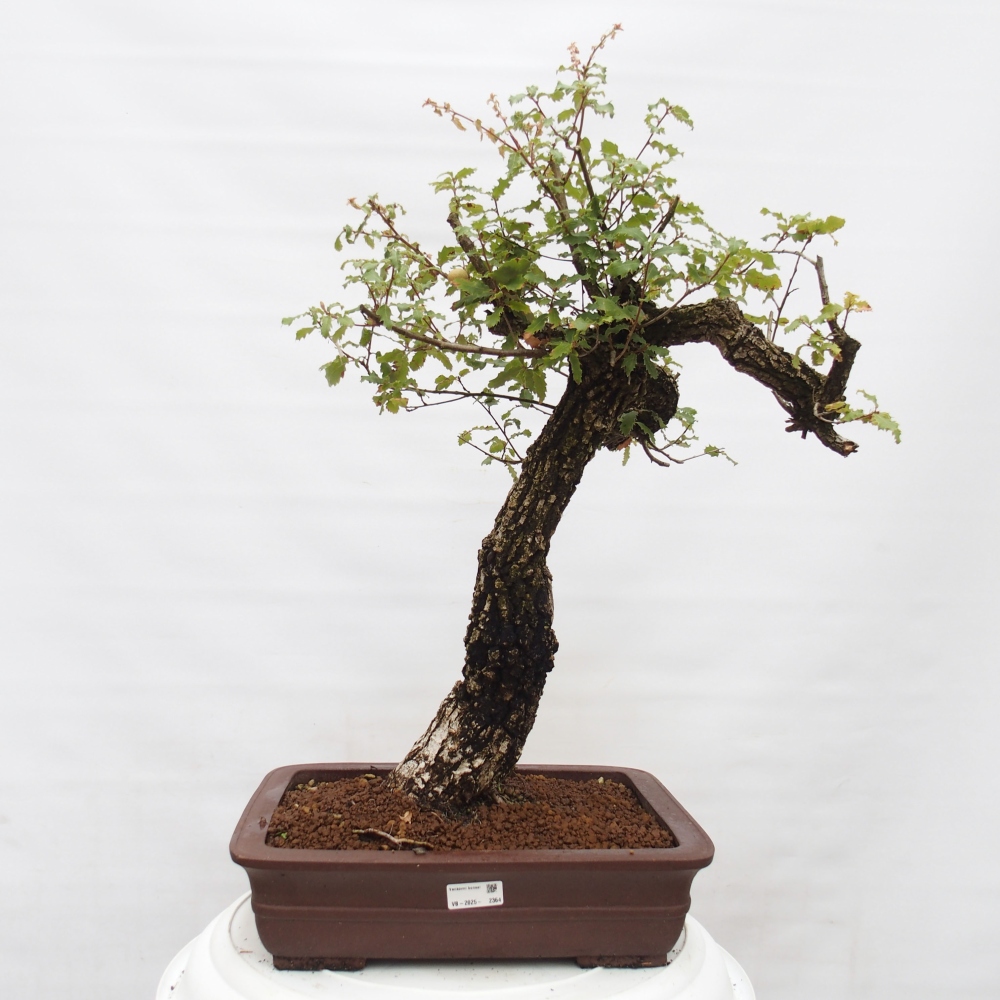 Yamadori - Quercus Ilex - Oak holly