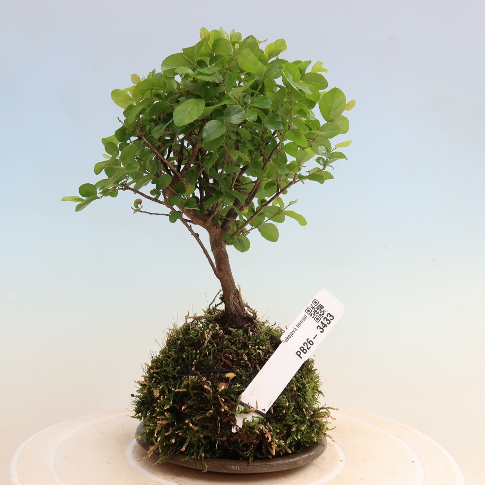 Kokedama with a saucer - Sageretia thea - Sageretia thea